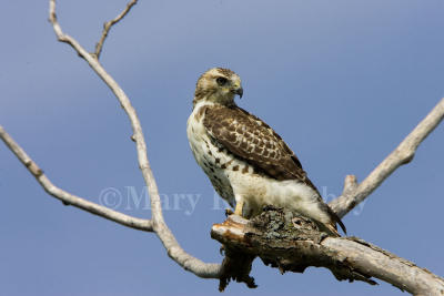 Red-tailed Hawk _S9S5203.jpg