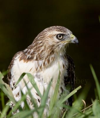 Red-tailed Hawk _S9S5280.jpg