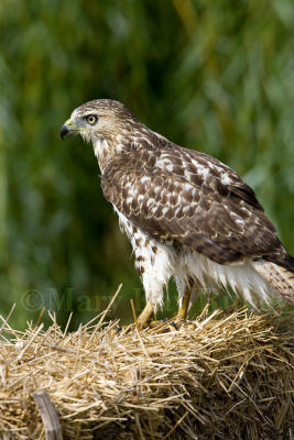 Red-tailed Hawk _S9S5306.jpg