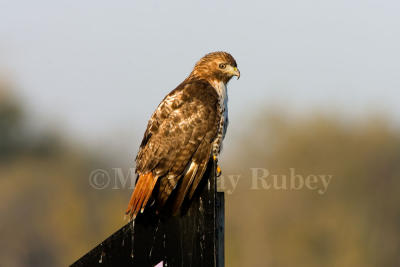 Red-tailed Hawk _S9S7700.jpg