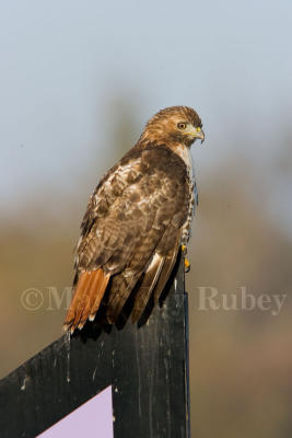 Red-tailed Hawk _S9S7736.jpg