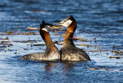 Red-necked Grebe _S9S6245.jpg