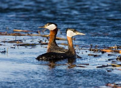 Red-necked Grebe _S9S6254.jpg