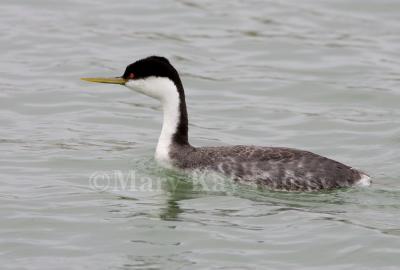 WESTERN GREBES (Aechmophorus occidentalis)