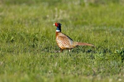 Ring-necked Pheasant (NE) _S9S9163.jpg