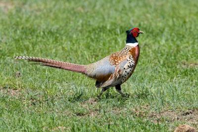 Ring-necked Pheasant (SD) _S9S9373.jpg