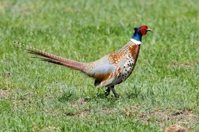 Ring-necked Pheasant (SD) _S9S9374.jpg