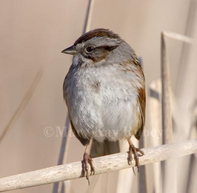 Swamp Sparrow _S9S7230.jpg