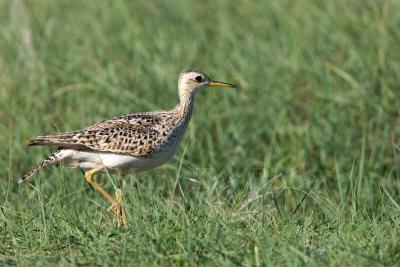 g3/01/640901/3/56607805.UplandSandpiper_S9S9296.jpg