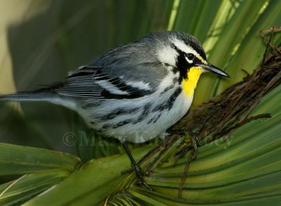 YELLOW-THROATED WARBLERS (Dendroica dominica)