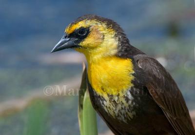 Yellow-headed Blackbird 58FB0353.jpg