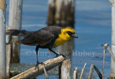 Yellow-headed Blackbird 58FB0361.jpg