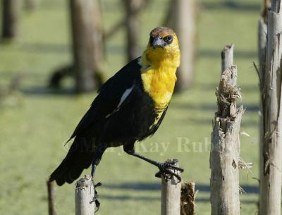 Yellow-headed Blackbird D4EC1214.jpg
