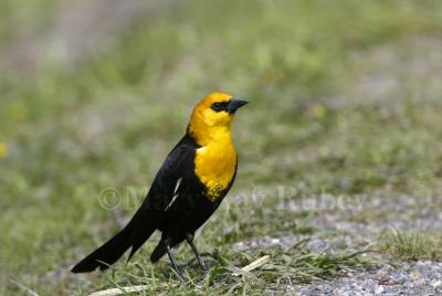 Yellow-headed Blackbird D4EC2057.jpg