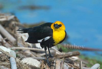 Yellow-headed Blackbird D4EC5112.jpg