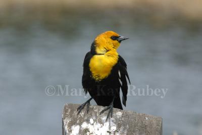 Yellow-headed Blackbird IMG_5088.jpg