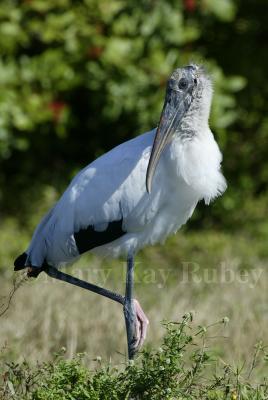 Wood Stork 58FB0005-r.jpg