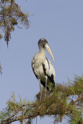 Wood Stork _H9G9395.jpg