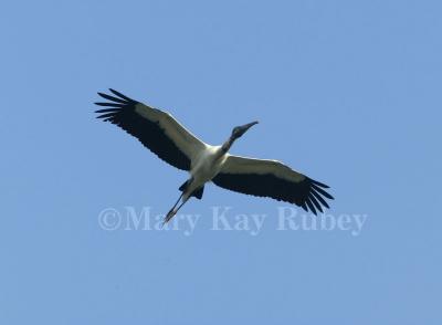 Wood Stork in flight 58FB8231.jpg