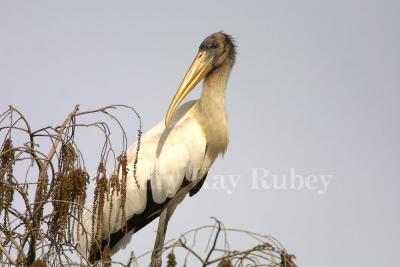 Wood stork 209-0957_IMG.jpg