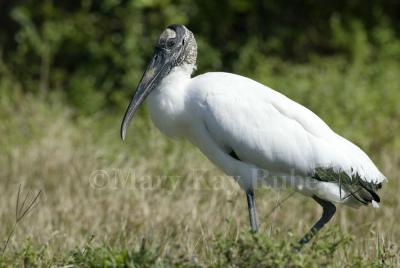 Wood stork 58FB9951.jpg