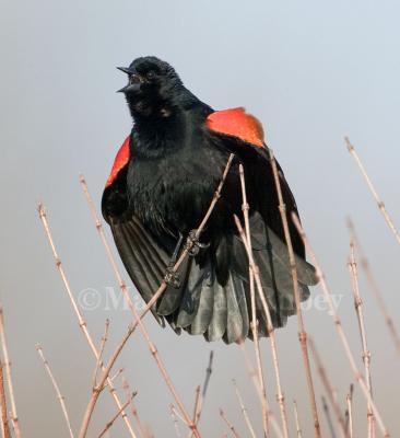 Red-winged Blackbird  58FB8116.jpg