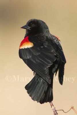Red-winged Blackbird 58FB8132.jpg