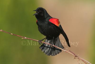 Red-winged Blackbird 58FB8144.jpg