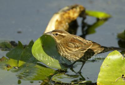 Red-winged Blackbird 58FB9916.jpg