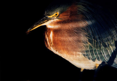 GREEN HERON (Butorides virescens)