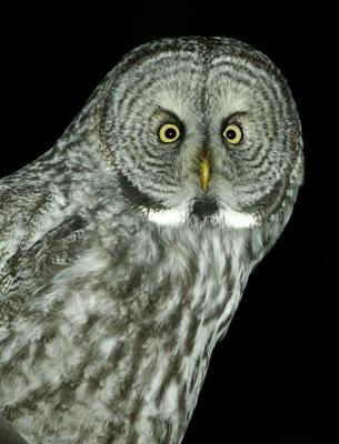 Great Gray Owl 58FB8209.jpg