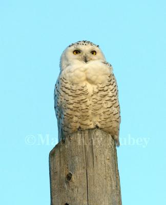 Snowy Owl 58FB9286-rl.jpg