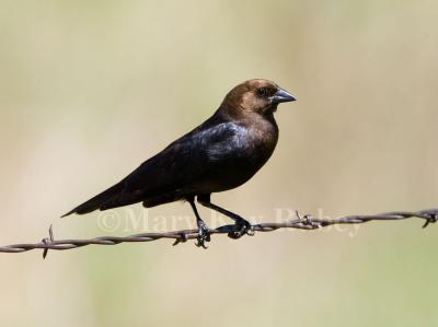BROWN-HEADED COWBIRDS (Molothrus ater)