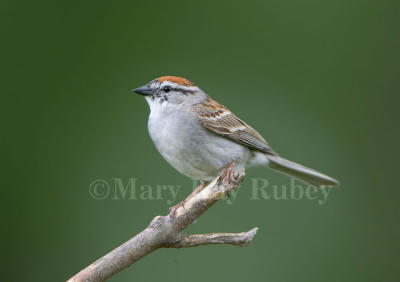 Chipping Sparrow _S9S0678.jpg