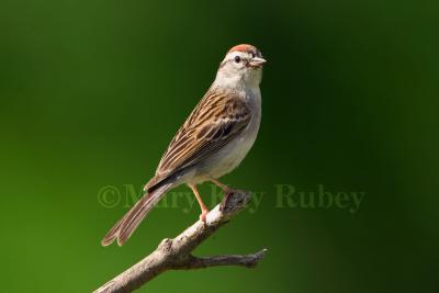 Chipping Sparrow _S9S9837.jpg