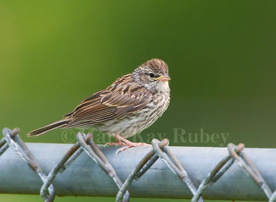 Chipping Sparrow juvenile D4EC2273.jpg