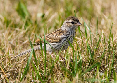 Chipping sparrow juvenile _H9G3602.jpg