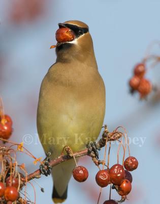 Cedar Waxwing _H9G4460.jpg