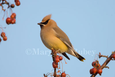 Cedar Waxwing _S9S3750.jpg