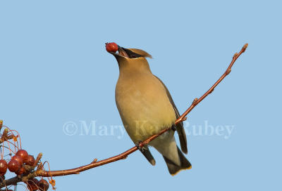 Cedar Waxwing _S9S3959.jpg