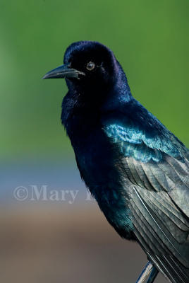 BOAT-TAILED GRACKLES (Quiscalus major)