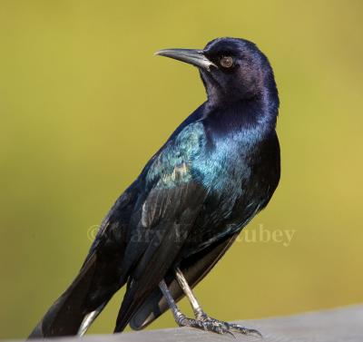 Boat-tailed Grackle _S9S0058.jpg