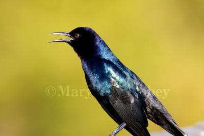 Boat-tailed Grackle _S9S0067.jpg