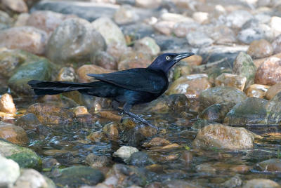 Great-tailed Grackle D4EC9724.jpg