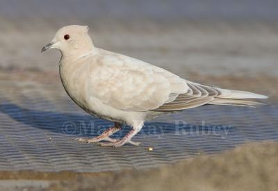 EURASIAN COLLARED-DOVES (Streptopelia decaocto)