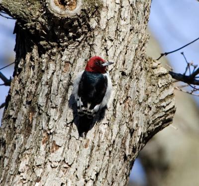 Red-headed Woodpecker juv molt _S9S3386.jpg