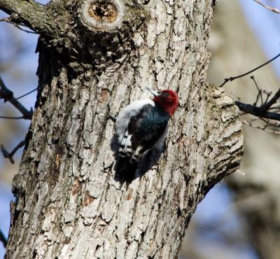 Red-headed woodpecker juv molt _S9S3381.jpg