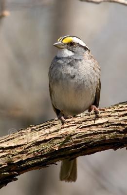 White-throated Sparrow D4EC6483.jpg