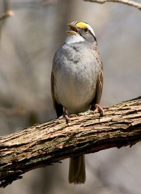 White-throated Sparrow D4EC6497.jpg