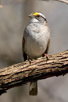 White-throated Sparrow D4EC6502.jpg